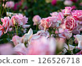 Light pink rose 126526718