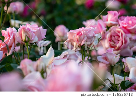 淡粉色玫瑰 126526718