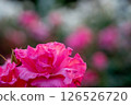 A red rose 126526720