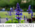 Blue salvia flower, Blue salvia 126526721