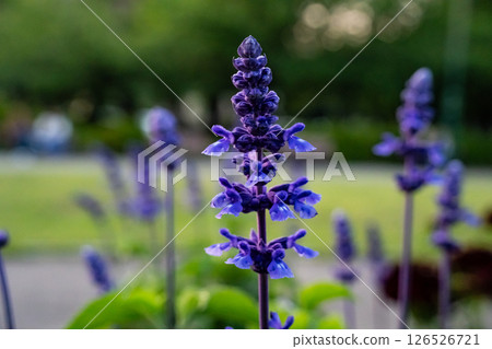 藍鼠尾草花，藍鼠尾草 126526721