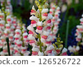 Antirrhinum, Snapdragon 126526722