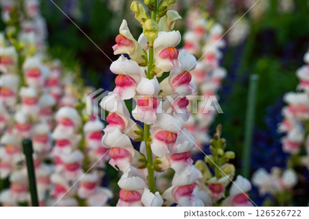 Antirrhinum, Snapdragon Antirrhinum, Snapdragon 126526722
