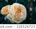 Orange rose 126526723