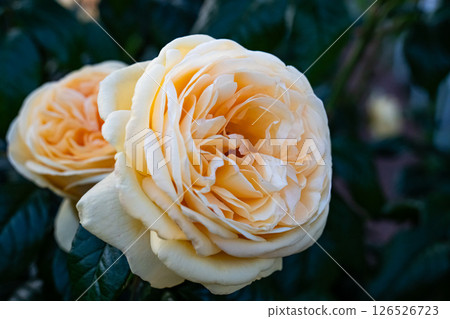 橙色玫瑰 126526723
