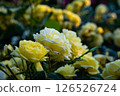 Yellow rose 126526724
