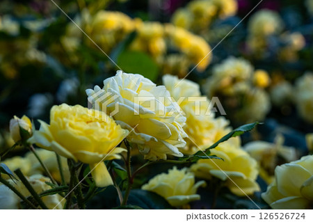 黃玫瑰 126526724