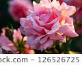 Pink rose flower 126526725