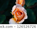One orange orange rose 126526726