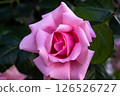 Beautiful pink roses 126526727