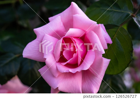 美麗的粉紅玫瑰 美麗的粉紅玫瑰 126526727