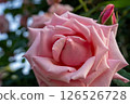 Light pink rose 126526728