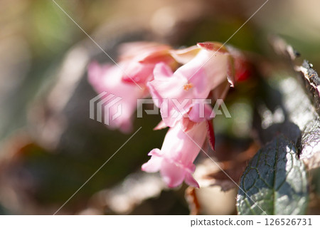 Iwanashi flowers blooming around Shirakemon in Mt. Tanigawa, Gunma Prefecture 126526731