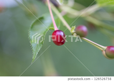 櫻桃樹上的櫻桃 櫻桃樹上的櫻桃 126526738