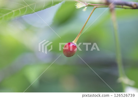 Cherries on a cherry tree Cherries on a cherry tree 126526739