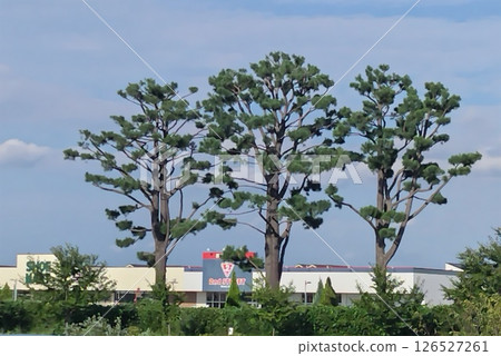 Pine trees shining against the blue sky 126527261