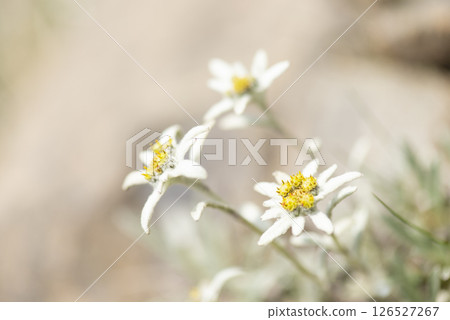 群馬縣谷川山脈朝日山上盛開的狹葉雪花蓮 126527267