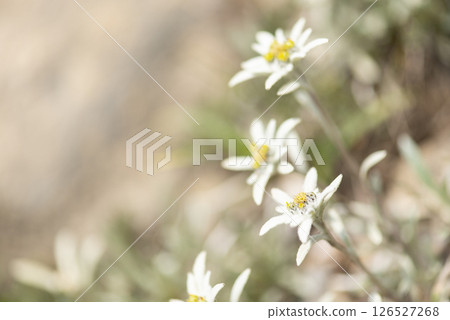 群馬縣谷川山脈朝日山上盛開的狹葉雪花蓮 126527268