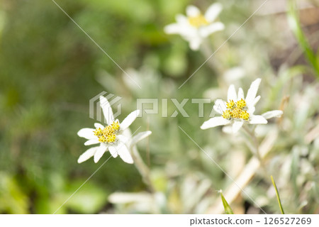 群馬縣谷川山脈朝日山上盛開的狹葉雪花蓮 126527269