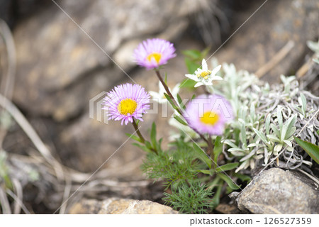 群馬縣谷川山脈朝日山上盛開的山柳菊和翠菊 126527359