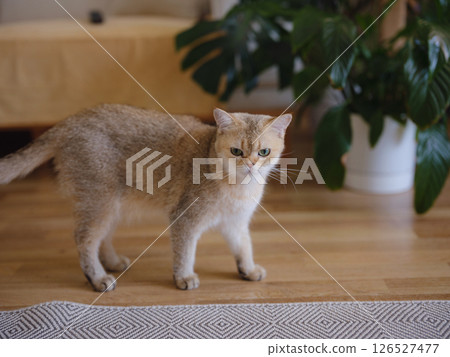 Beautiful short hair cat at home Beautiful short hair cat at home 126527477