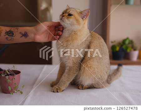 young woman working at home kitchen with cat 126527478