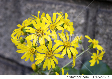 Yellow flowers of Zwabuki 126527664