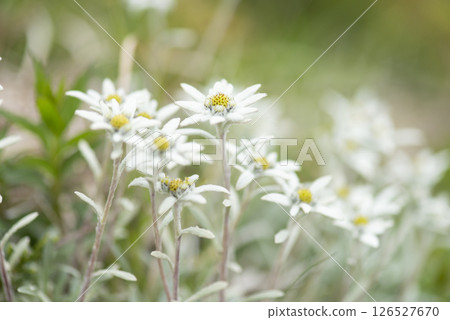Narrow-leaved snowdrops blooming on Mount Asahi in the Tanigawa mountain range in Gunma Prefecture 126527670