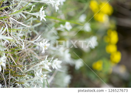 群馬縣谷川山脈朝日山上盛開的狹葉雪花蓮 126527673