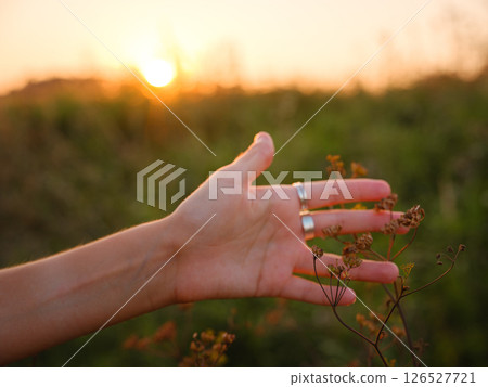 Warm sunset hues create peaceful, dreamy countryside atmosphere. 126527721