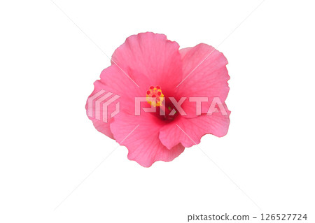 Pink Hibiscus flowers 126527724