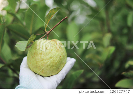 close up photo of farmer hand check guava fruit with ants living on tree 126527747
