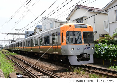 京王1000系列1777F橙米色列車和開始盛開的繡球花，井之頭線 126527760