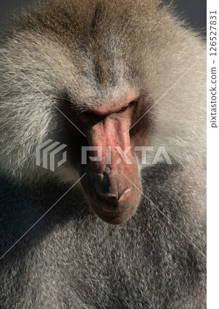 Baboon Portrait Zoo Animal Closeup. A hamadryas baboon stares intensely at the camera, its long, gray fur and prominent snout visible. Baboon Portrait Zoo Animal Closeup. A hamadryas baboon stares intensely at the camera, its long, gray fur and prominent snout visible. 126527831