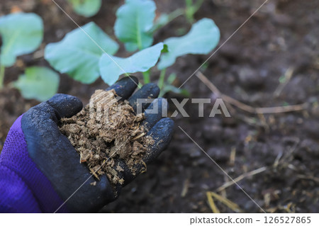 farmer hand hold manure fertilize for using in organic planting tree and vegetabel in farm 126527865