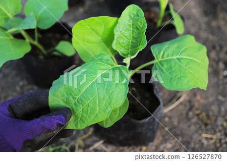 farmer hand checking plant leaf before planting in organic farm. organic plant for living life farmer hand checking plant leaf before planting in organic farm. organic plant for living life 126527870