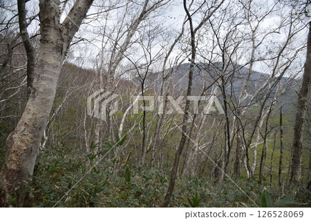越山/大釋森山 越山/大釋森山 126528069