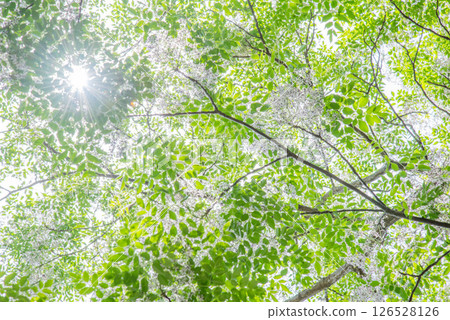 Sunlight shining through China tree leaves 126528126