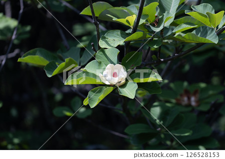 Taisambok花 Taisambok花 126528153