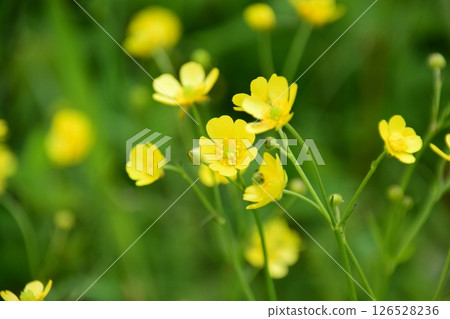 高芝山 126528236
