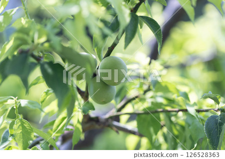 青梅果 126528363