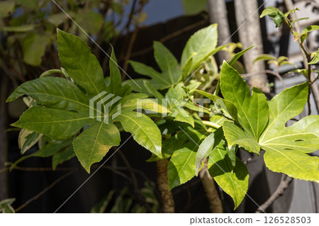 然而離開了 126528503