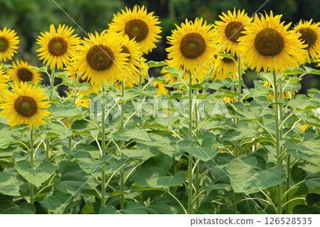 Sunflowers bloom beautifully on a sunny day. Sunflowers bloom beautifully on a sunny day. 126528535