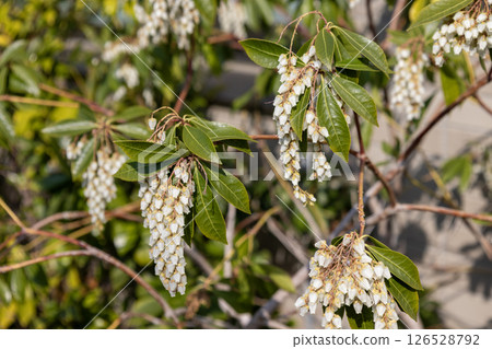 阿塞比花 126528792