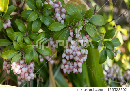 阿塞比花 126528802