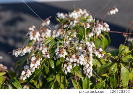 阿塞比花 阿塞比花 126528803
