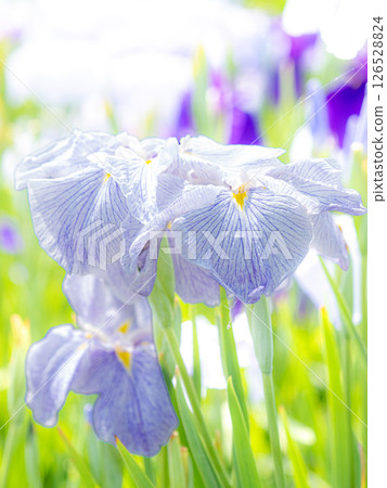 Purple iris flowers are blooming in the iris garden 126528824