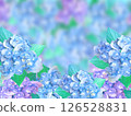 Light blue and purple hydrangea 126528831