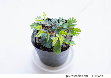 Sapling seedling 126529198