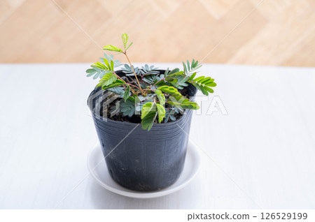Sapling seedling Sapling seedling 126529199